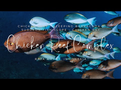Chicken Reef Complex - Raja Ampat #rajaampat #scubadiving
