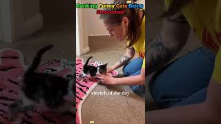 Ranking Funny Cats Being Stretched