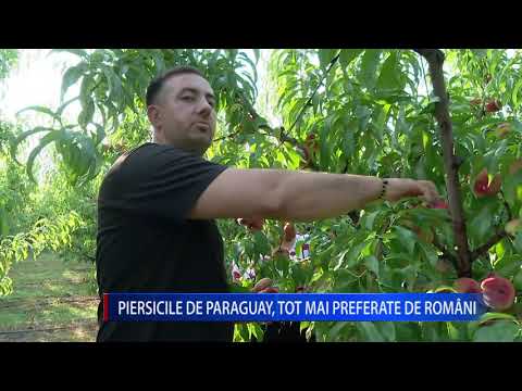 Video: Cele mai bune alimente de încercat în Paraguay