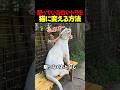 白いトラを猫にする方法