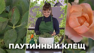 «Зеленее будет». Паутинный клещ