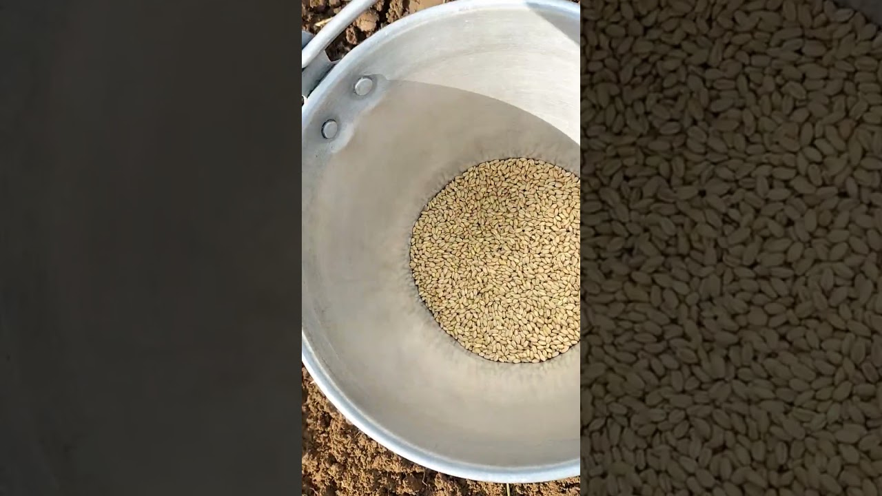 White Sonora Wheat | Wheat | Winter