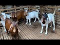 5 em dê Boer đực khung xương to giá hơn thịt tí (Trại Dê Cô Nga 0355546423)