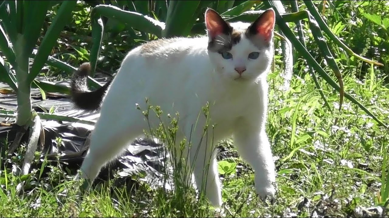 キュウリ畑にネットを張りました。家庭菜園をパトロールした後は、みんなでお昼寝タイム