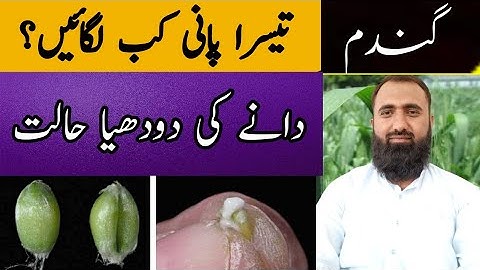 What is the best time for third irrigation in Wheat || Bilal Kanju Official