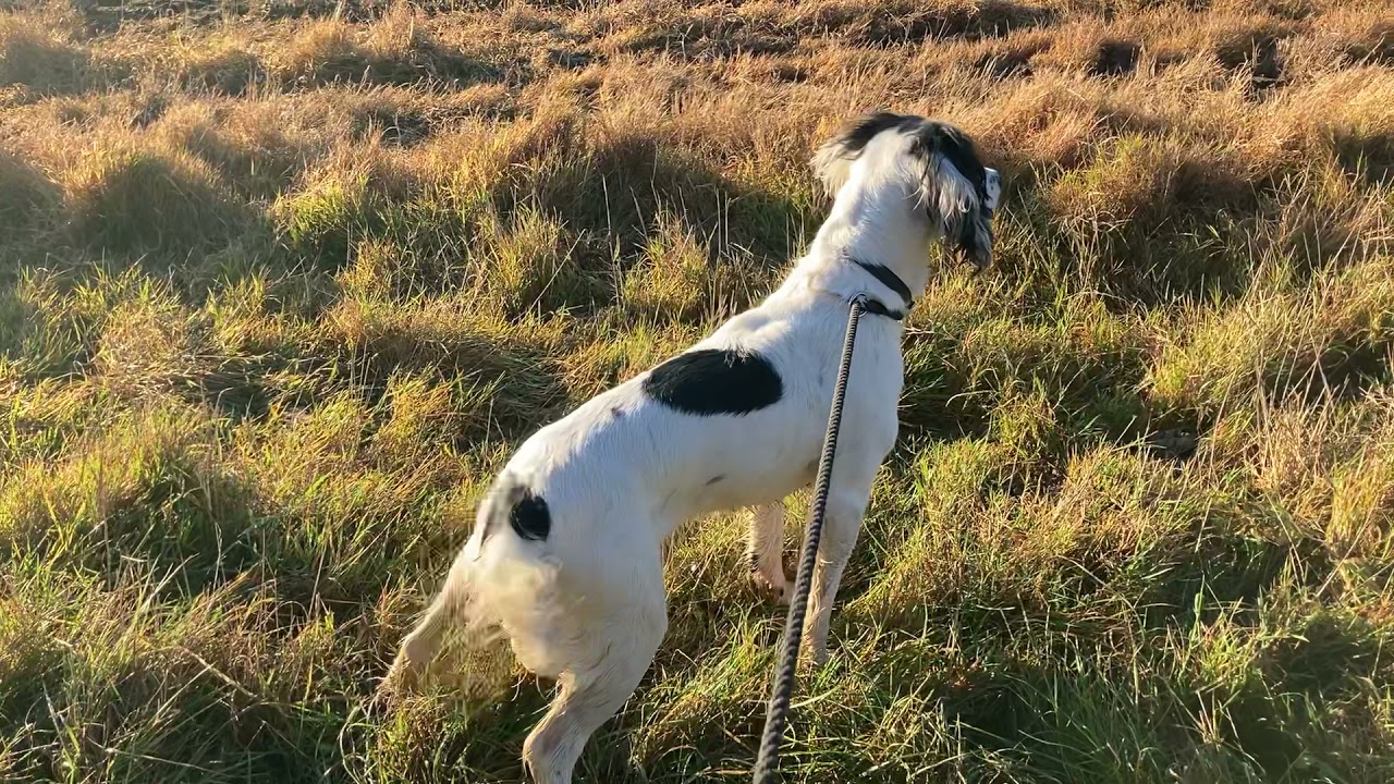 Dog control in the countryside. Ep1