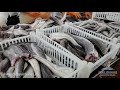 Procesado de merluza argentina en la planta de Cabo Vírgenes