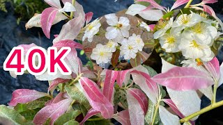 268 0934229986 Nhiều Giống Bạch Mai 40K