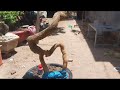(Đx))M219 gl cây sam hương 100k LH 0707713796 Khương bonsai 