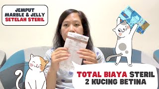 BIAYA STERIL KUCING BETINA DI JOGJA | JEMPUT MARBLE DAN JELLY SETELAH STERIL