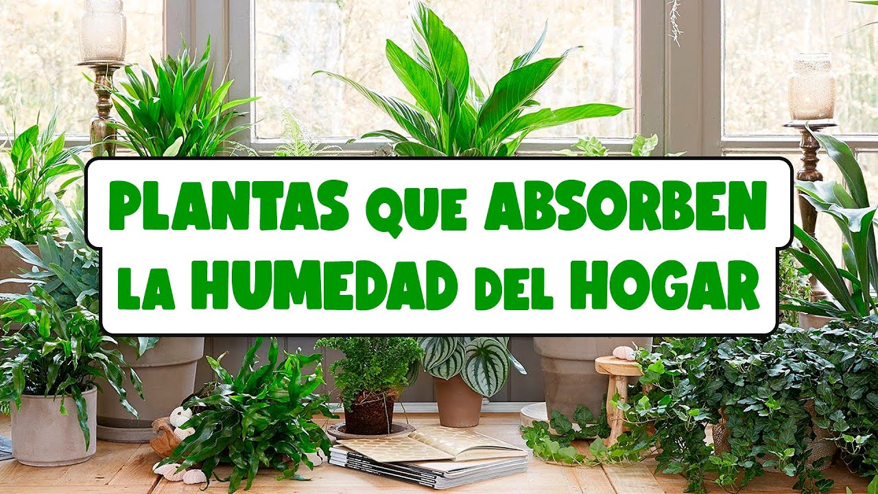 PLANTAS de INTERIOR que ABSORBEN la HUMEDAD del HOGAR