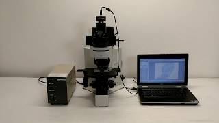 Olympus BX50 Brightfield & Fluorescence Microscope [BOSTONIND] - 15729