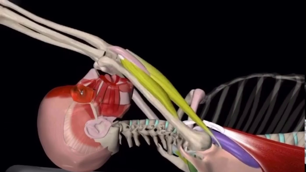 Пуловер (с гантелью) часть 3 - YouTube