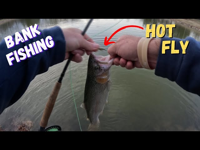 WINTER TROUT LOVE THIS FLY (BANK FISHING) 