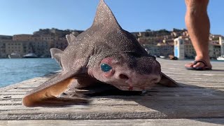 20 Hallazgos de criaturas desconocidas en la orilla de la playa by Pulsa Channel 29,324 views 5 months ago 12 minutes, 35 seconds