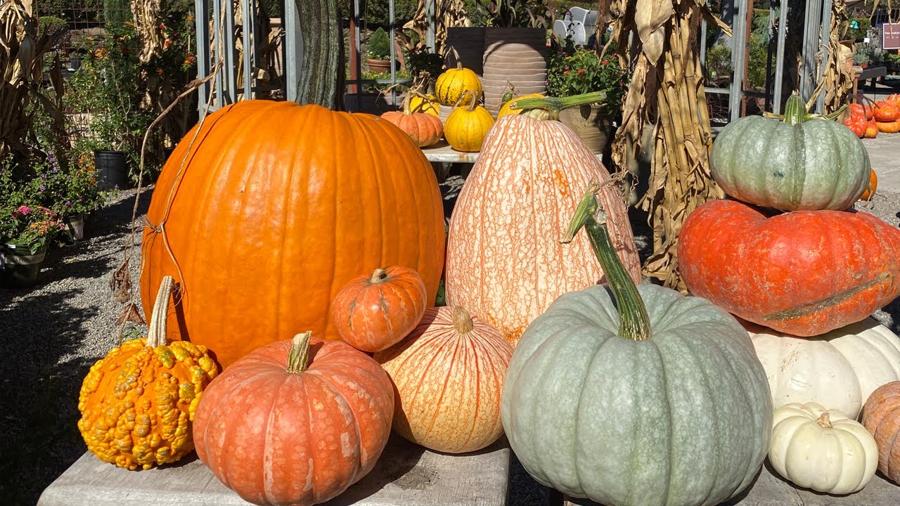 Various New Pumpkins Varieties at Roger's