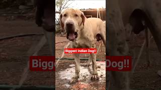 Biggest Indian Dog Breed!! | Mystery Ved #facts #shorts #dog #bullykutta #pets