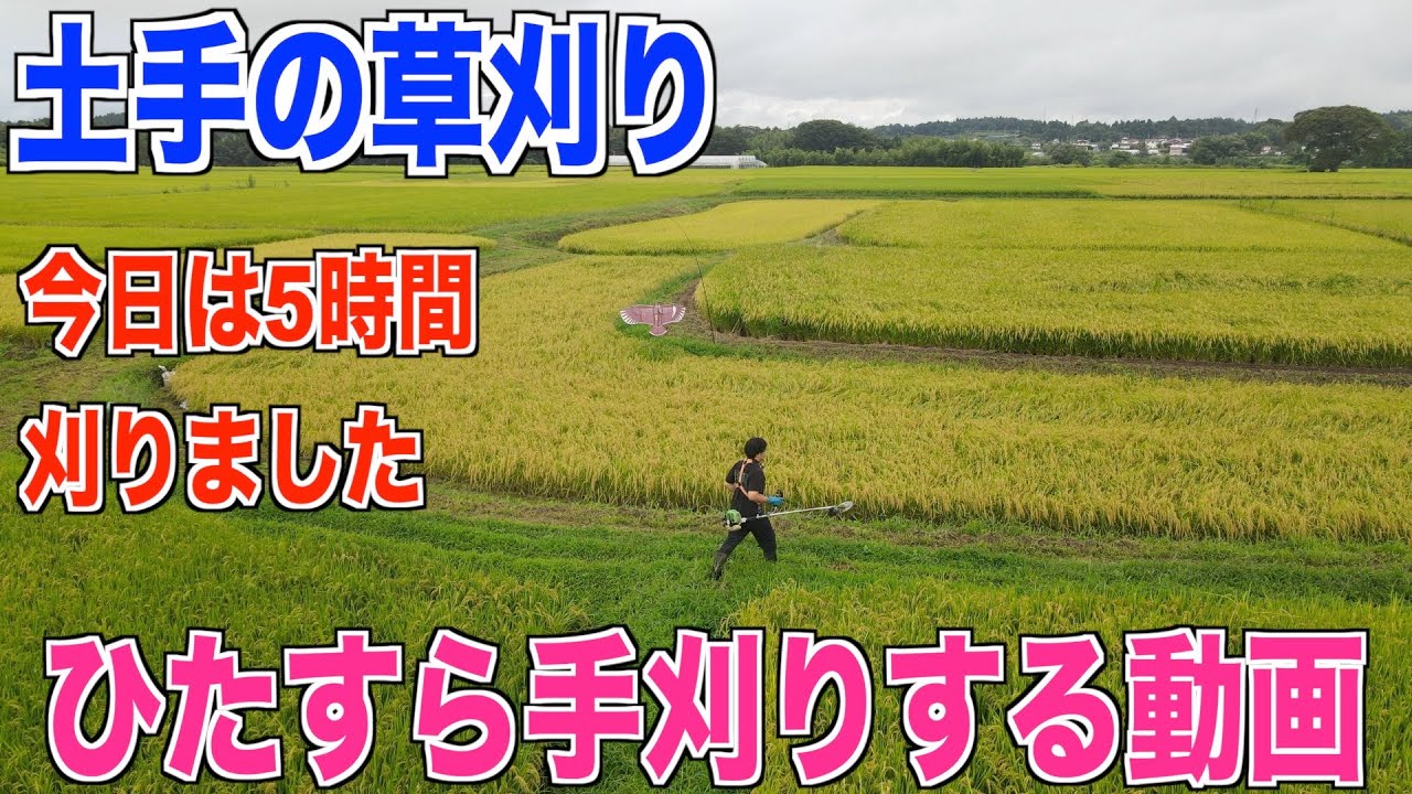 ひたすら草刈り】土手を手刈りしました 30代米作り奮闘記#116 - YouTube