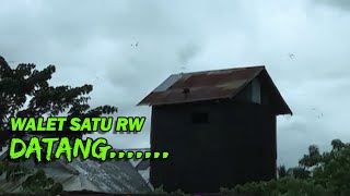 Mantap! Respond Suara Dian Walet | Burung Satu RW Datang