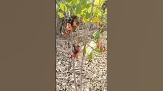Pantau kebun jambu siap panen