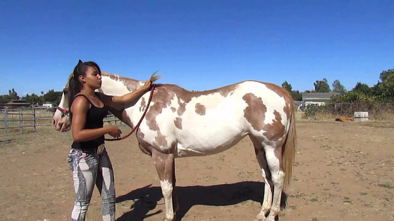 Horse video mounting girl