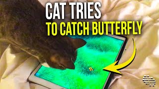Cat Tries to Catch an Animated Butterfly Moving Across the Ipad Screen