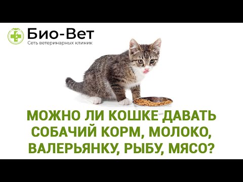 Можно ли кошке давать собачий корм, молоко, валерьянку, рыбу, мясо, сырые яйца?