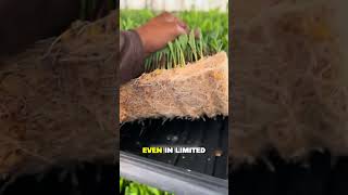 Indoor Hydroponic Fodder Farming | Grow Nutritious Livestock Feed All Year Round