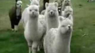 Hilarious Star Wars Alpacas