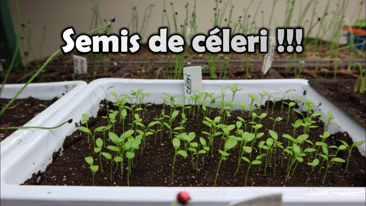 Québec | CÉLERI | Mes MEILLEURS conseils, SIMPLE et FACILE pour bien réussir ses semis | et plus !