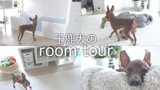 【ルームツアー】子鹿犬が暮らす真っ白でシンプルなお部屋紹介【ミニピン／元保護犬】