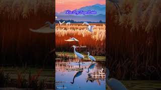 Kau pergi tanpa relaku cover by JIH