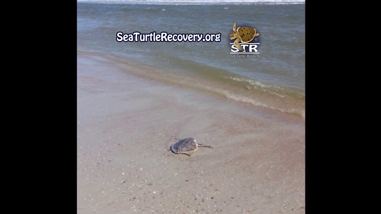 Sea Turtle Recovery   Liberty's Release