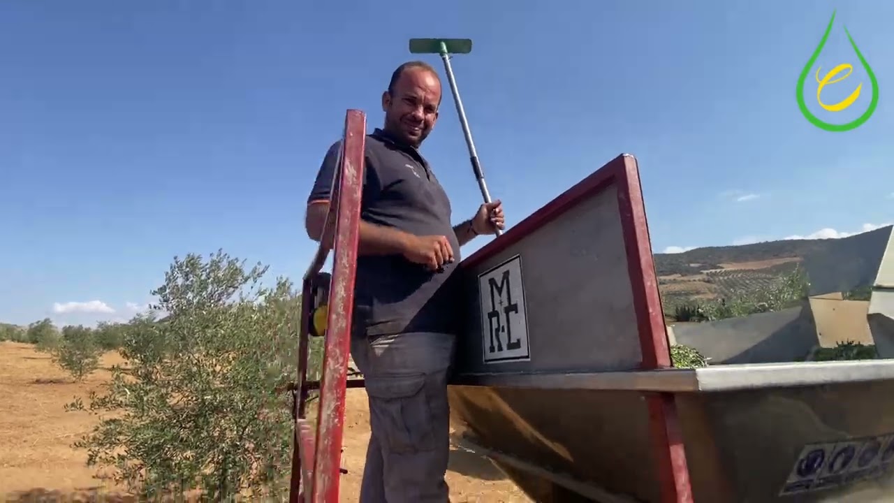 eoloe - 178 - 24/10/2025 - Limpieza de aceitunas pajareras - Olivar.