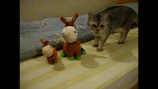 20111226_臺北縣_新莊市_4樓住家咪咪跟驢子