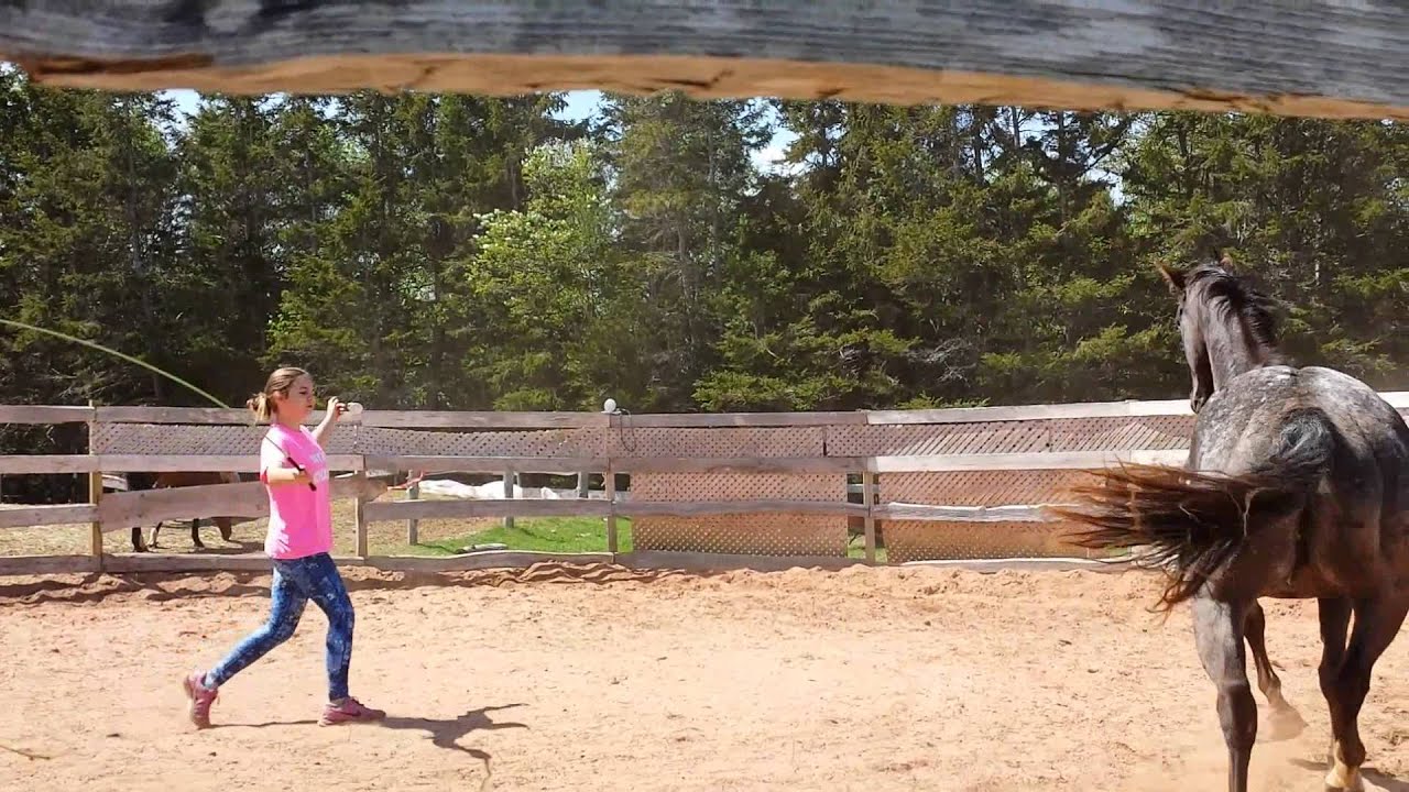 Candy working Rodeo @ week 3 of ground work