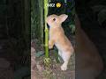 OMG! 😲 Bunny Breaks Bamboo Then Eats Grass 🐰🌿 #Shorts