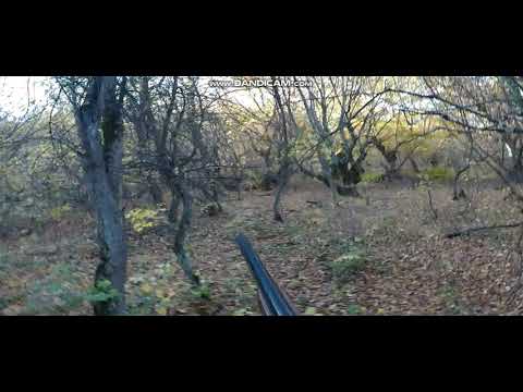 ტყის ქათამი. დუპლი