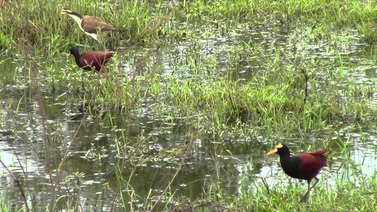 Jacana Centroamericana - Jacana spinosa, by trucha 1.618 