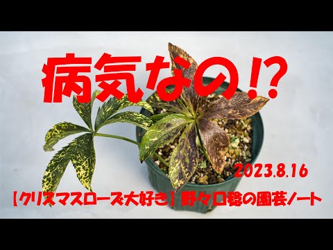 August 16, 2023 Are you sick?! - YouTube