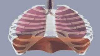Famous Mechanics of Breathing - 1/2 Wealth