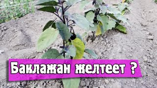 БАКЛАЖАН - желтеют листья, что делать!(У баклажанов желтеют листья, что делать, как ухаживать за баклажанами и как их оживить. В открытом грунте..., 2015-07-22T06:05:29.000Z)