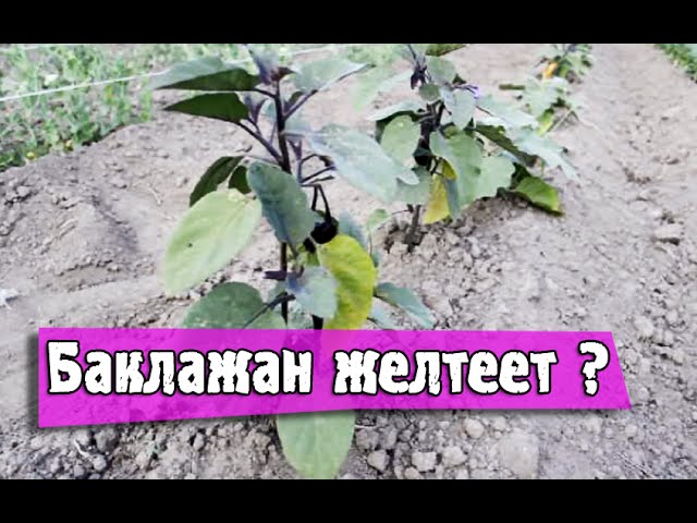 БАКЛАЖАН - желтеют листья, что делать!