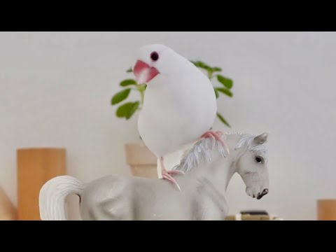 【検証】遊び場にいきなり馬がいたらどうする？！I was hungry so I took a shortcut　！Java sparrow