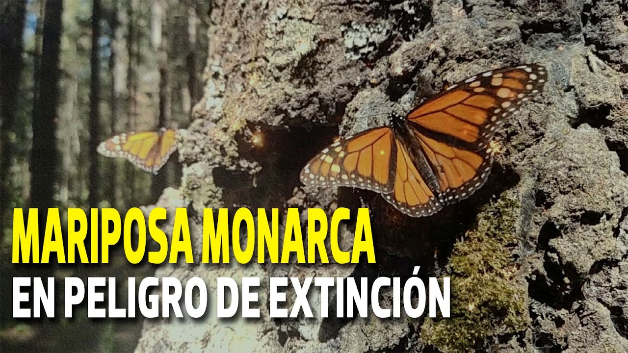La Mariposa monarca, en peligro de extinción YouTube