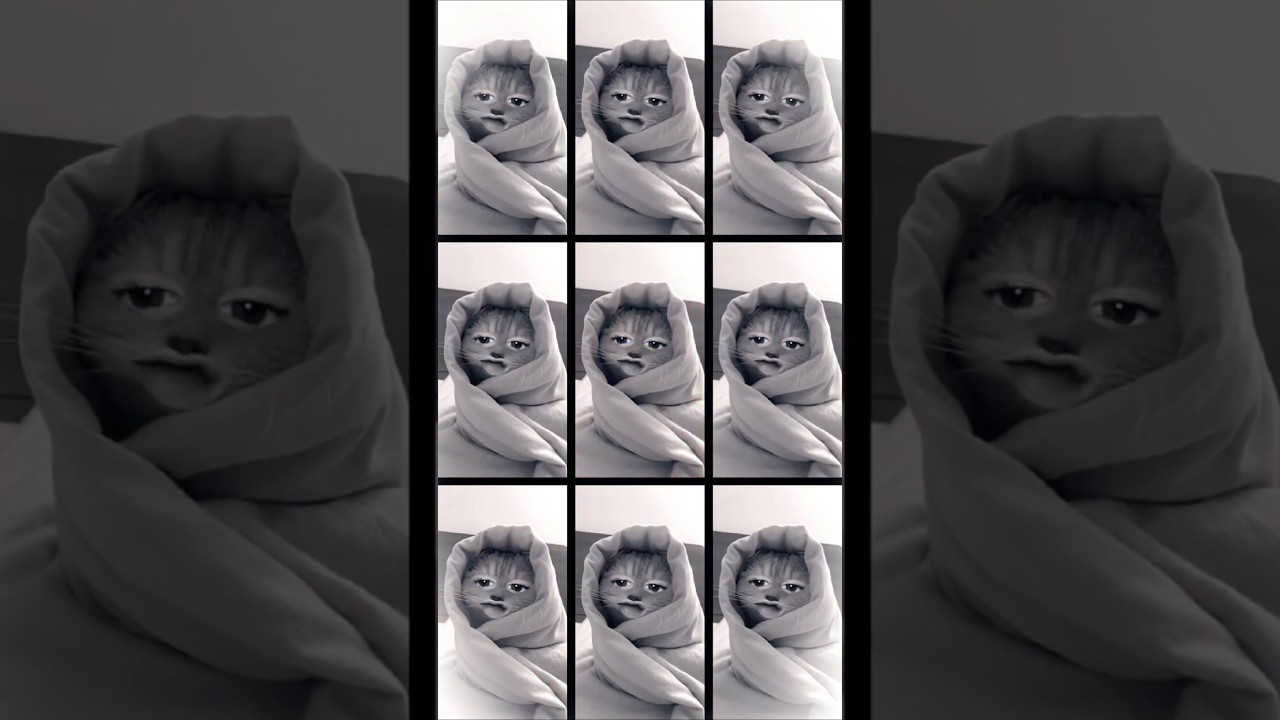 😺😻😸 I have become a small and tender kitten 