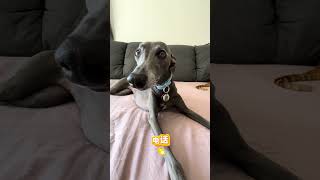 #Exclusive customization for pets#Pet name tag