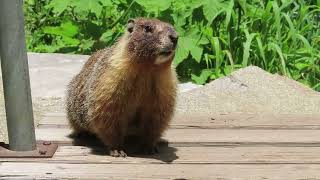 A Marmot showing up on a hiking trail and running away
