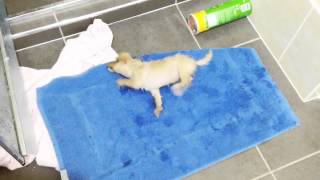Maltipoo Puppy Drying Herself Up After Shower Funny
