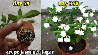 How To Grow Crepe Jasmine From Cuttings | Growing Tagar/Chandni From Cuttings Easy Way To Grow 100%